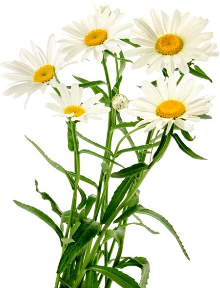 Лекарственные цветы и травы. Наглядный карманный определитель - i_041.jpg