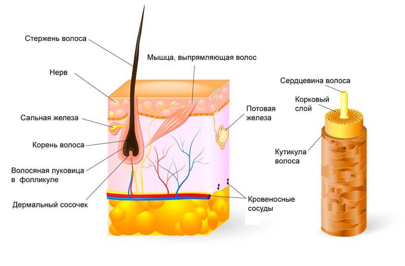 Методическое пособие по ламинированию ресниц - img_0.jpeg