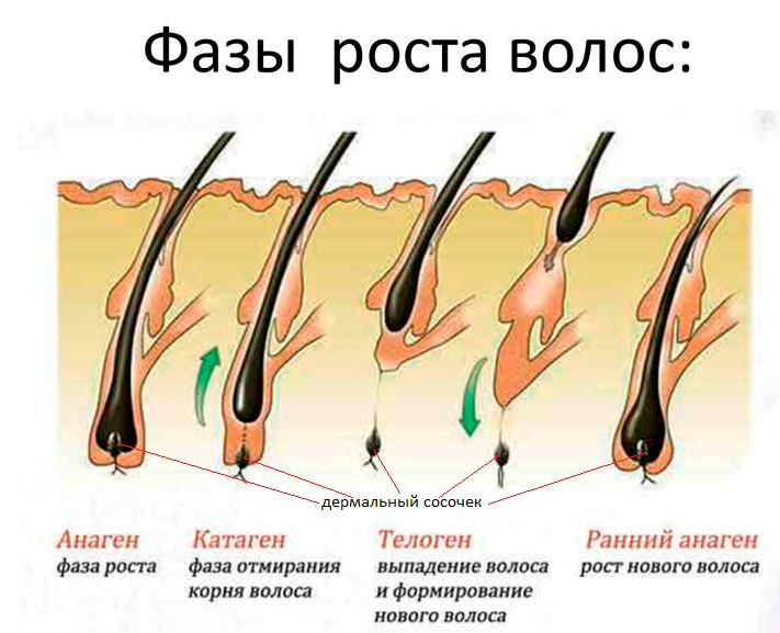 Методическое пособие по ламинированию ресниц - img_2.png