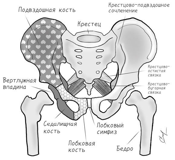 Тазовая боль. Почему она возникает и что с ней делать - i_005.jpg