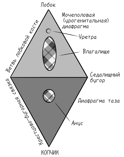 Тазовая боль. Почему она возникает и что с ней делать - i_006.jpg