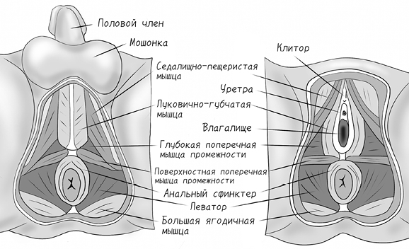 Тазовая боль. Почему она возникает и что с ней делать - i_007.jpg