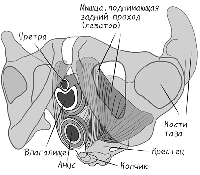 Тазовая боль. Почему она возникает и что с ней делать - i_008.jpg