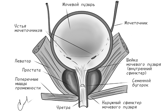 Тазовая боль. Почему она возникает и что с ней делать - i_009.jpg