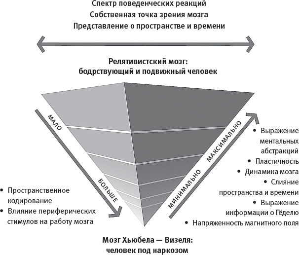 Истинный творец всего. Как человеческий мозг сформировал вселенную в том виде, в котором мы ее воспринимаем - i_020.jpg