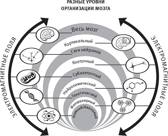 Истинный творец всего. Как человеческий мозг сформировал вселенную в том виде, в котором мы ее воспринимаем - i_024.jpg