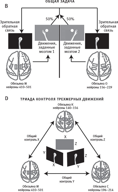 Истинный творец всего. Как человеческий мозг сформировал вселенную в том виде, в котором мы ее воспринимаем - i_027.jpg