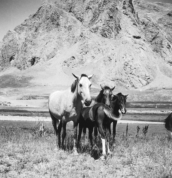 Смерть в Персии - i_011.jpg