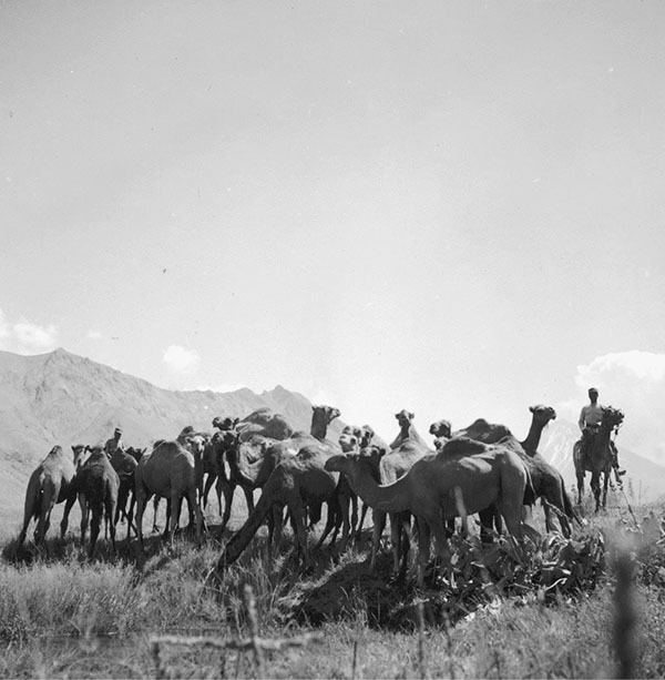 Смерть в Персии - i_012.jpg