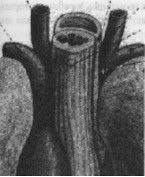 Азбука владения голосом для болельщика - pic_6.jpg