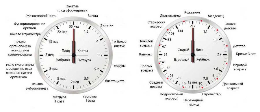 Хомотаксис. Часть 1. Золотое сечение и периодическая система человека - _3.jpg