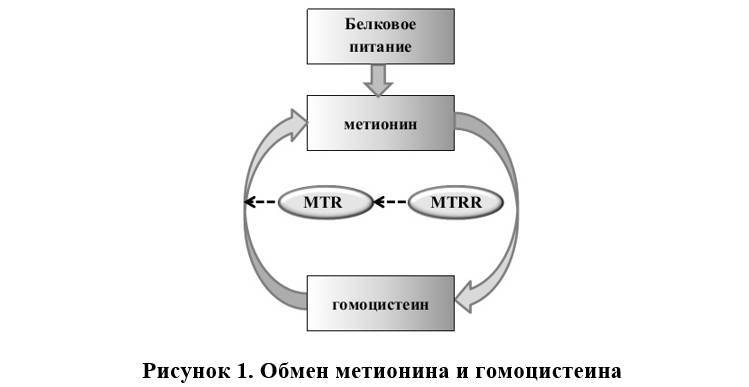 Питание и нутритивная поддержка будущей мамы - _0.jpg