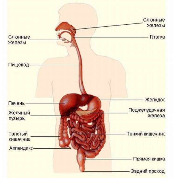 Тело: инструкция по эксплуатации. Рекомендации от врача-остеопата - i_009.jpg