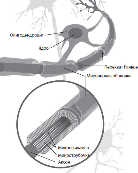 Поговорим о рассеянном склерозе. Семь шагов к преодолению болезни - i_005.jpg