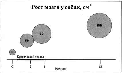 Собаки. Новый взгляд на происхождение, поведение и эволюцию собак - i_019.jpg