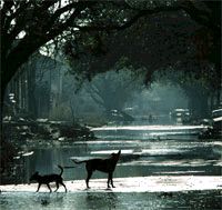 Журнал «Компьютерра» №36 от 04 октября 2005 года - pic_56.jpg