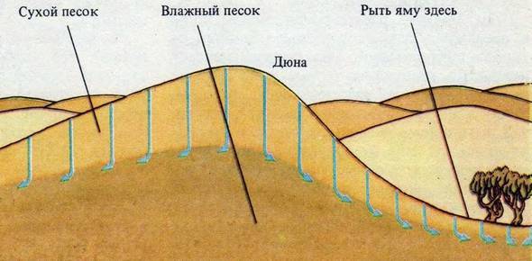 Человек в экстремальных условиях природной среды - i_100.jpg