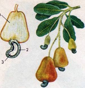 Человек в экстремальных условиях природной среды - i_129.jpg