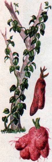 Человек в экстремальных условиях природной среды - i_130.jpg