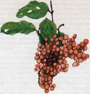 Человек в экстремальных условиях природной среды - i_132.jpg