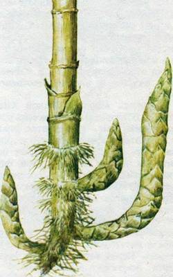 Человек в экстремальных условиях природной среды - i_134.jpg