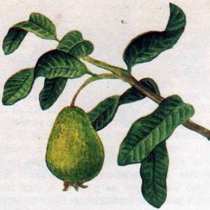 Человек в экстремальных условиях природной среды - i_135.jpg