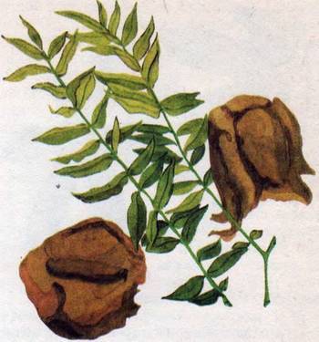 Человек в экстремальных условиях природной среды - i_137.jpg