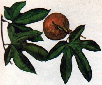 Человек в экстремальных условиях природной среды - i_138.jpg