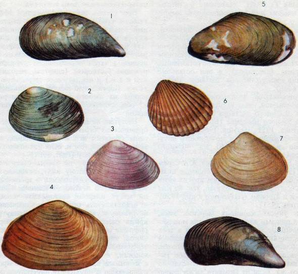 Человек в экстремальных условиях природной среды - i_169.jpg