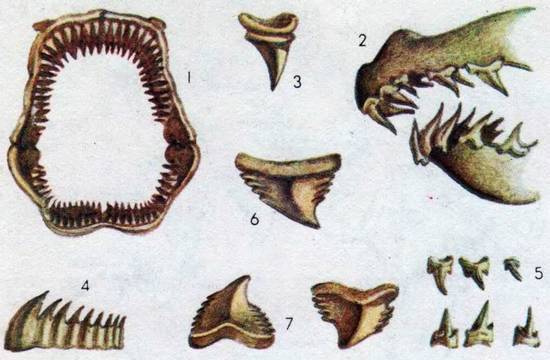 Человек в экстремальных условиях природной среды - i_172.jpg