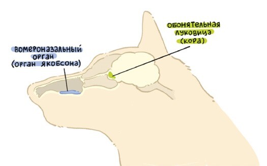 Секреты собак. Как понять собаку и стать ей другом - i_012.jpg