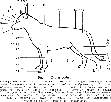 Наши четвероногие друзья - i_001.png