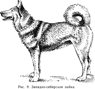 Наши четвероногие друзья - i_010.png