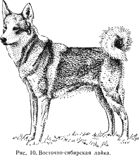 Наши четвероногие друзья - i_011.png