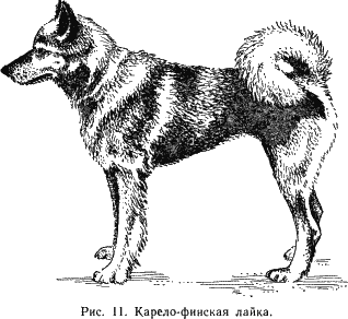 Наши четвероногие друзья - i_012.png