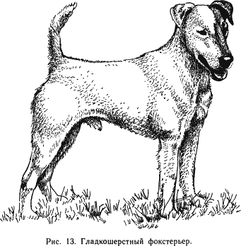 Наши четвероногие друзья - i_014.png