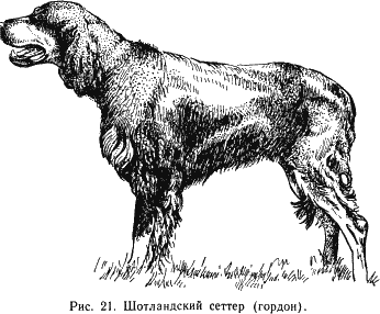 Наши четвероногие друзья - i_022.png