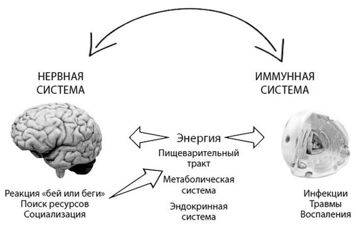 Формула иммунитета. Научи свою защитную систему побеждать любую болезнь - i_006.jpg