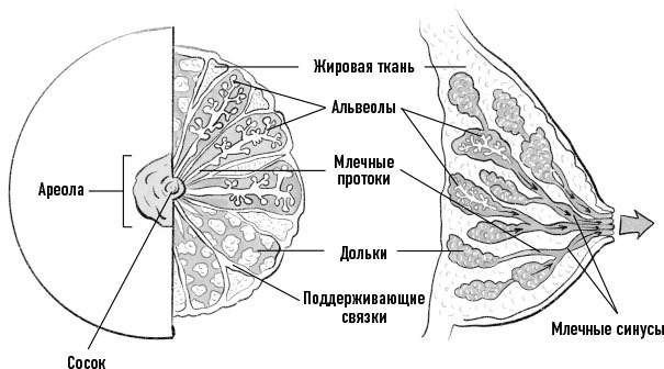 Девочка взрослеет. Инструкция по грамотному половому воспитанию для заботливых мам и пап - i_010.jpg