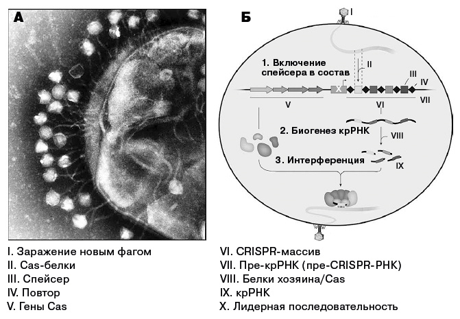 Редактируя человечество: Революция CRISPR и новая эра изменения генома - i_003.png