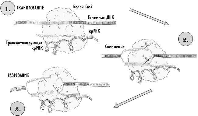 Редактируя человечество: Революция CRISPR и новая эра изменения генома - i_005.png