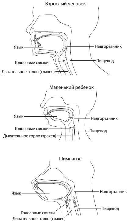 Происхождение языка: Факты, исследования, гипотезы - i_029.jpg