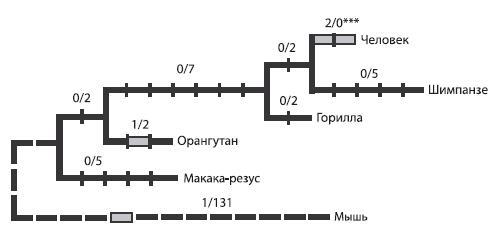 Происхождение языка: Факты, исследования, гипотезы - i_085.jpg