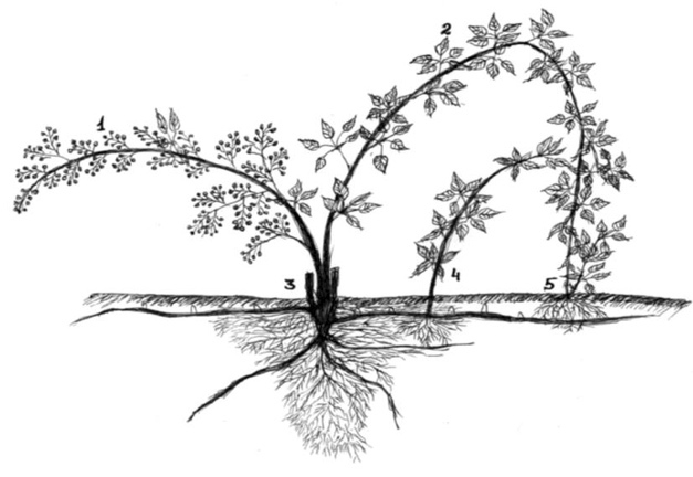 Морфобиологические особенности ежевики и рекомендации по выращиванию её в условиях средней полосы России - i_003.jpg