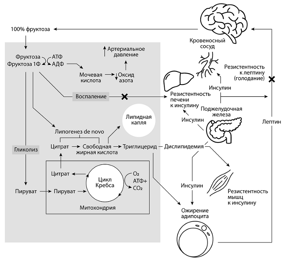 Чем нас пичкают! Вся правда о правильном питании и современной медицине - i_003.png