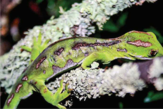 Гекконы Австралии и Океании - _60.jpg