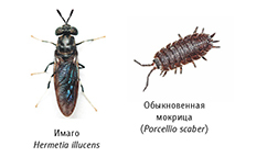 Гекконы Австралии и Океании - _73.jpg