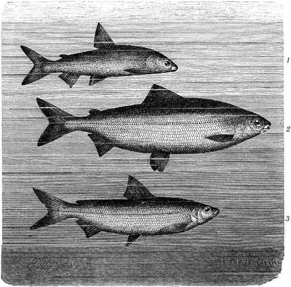 Жизнь животных. Рыбы и амфибии - i_039.png