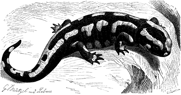 Жизнь животных. Рыбы и амфибии - i_148.png