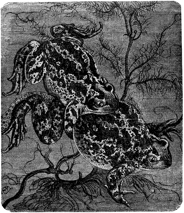 Жизнь животных. Рыбы и амфибии - i_183.png